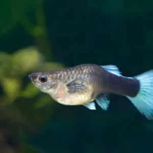 Bleke guppy met ingeklapte vinnen