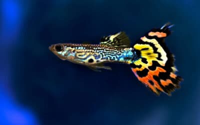 5 leuke guppenfeitjes