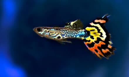 5 leuke guppenfeitjes