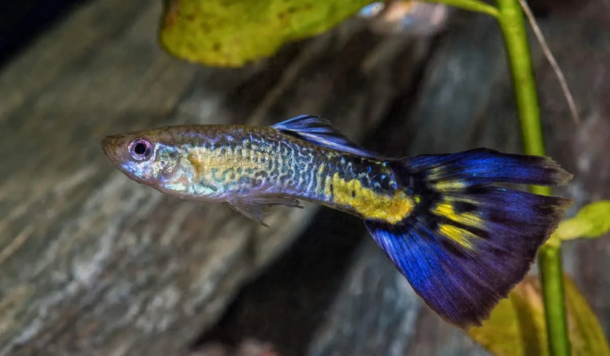 Hoe kan ik de kleuren van mijn guppy’s behouden?