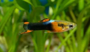 Jonge guppy
