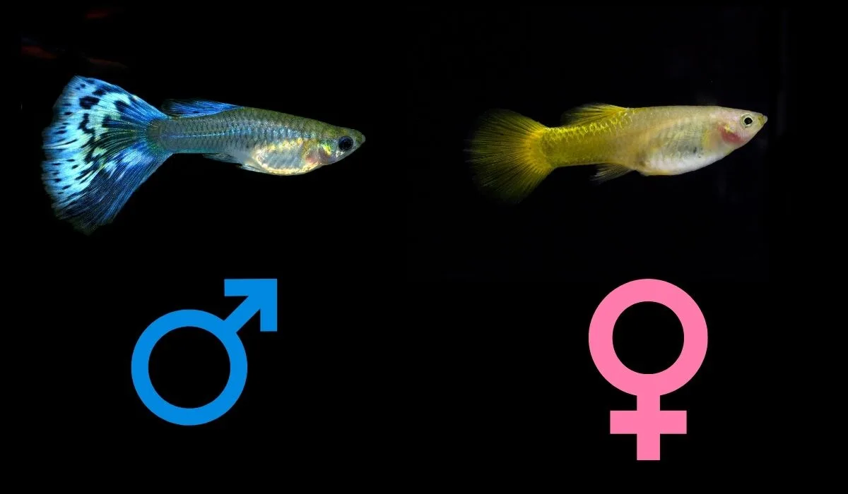 Guppy: mannelijk of vrouwelijk?