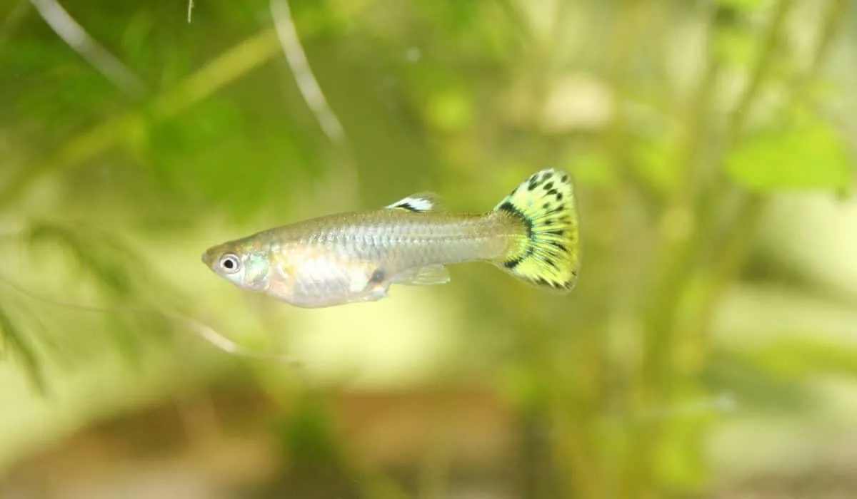 Waarom hangen mijn guppen stil in het water?