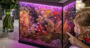 Beginnersaquarium