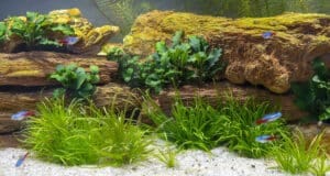 Het belang van een aquariumdagboek - Guppyclub.nl