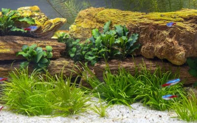 Het belang van een aquariumdagboek