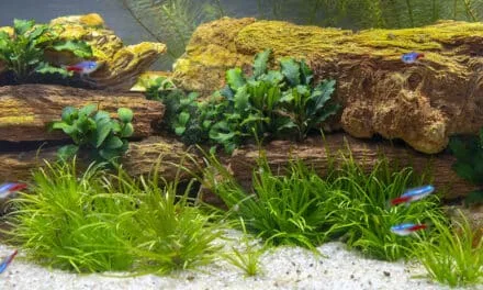 Het belang van een aquariumdagboek