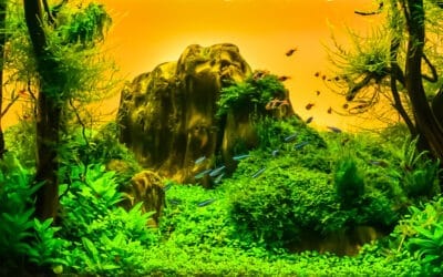 Aquariums op perfecte temperatuur: Aquarium thermostaten
