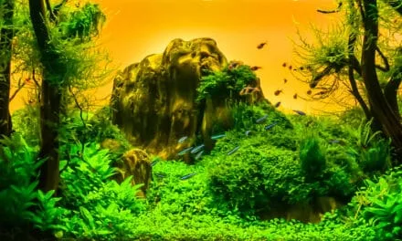 Aquariums op perfecte temperatuur: Aquarium thermostaten