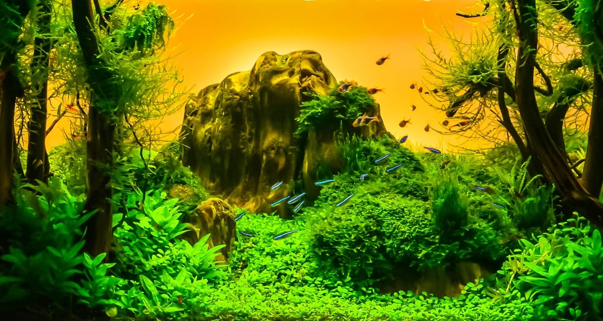 Aquariums op perfecte temperatuur: Aquarium thermostaten