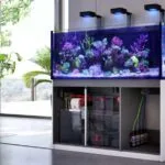 De beste aquarium decoratie in 2024!