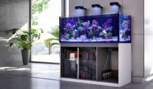Nieuwste trends in aquariumdecoratie voor 2024