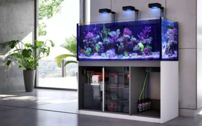 De beste aquarium decoratie in 2024!