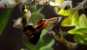 Guppy vissen in een aquarium | Waarom vechten guppen?