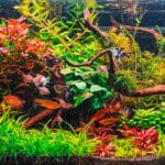 Hoe kies je de juiste wattage voor je aquariumverwarming