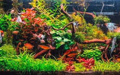 Hoe kies je de juiste wattage voor je aquariumverwarming