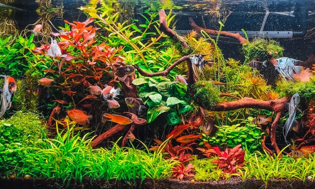 Hoe kies je de juiste wattage voor je aquariumverwarming