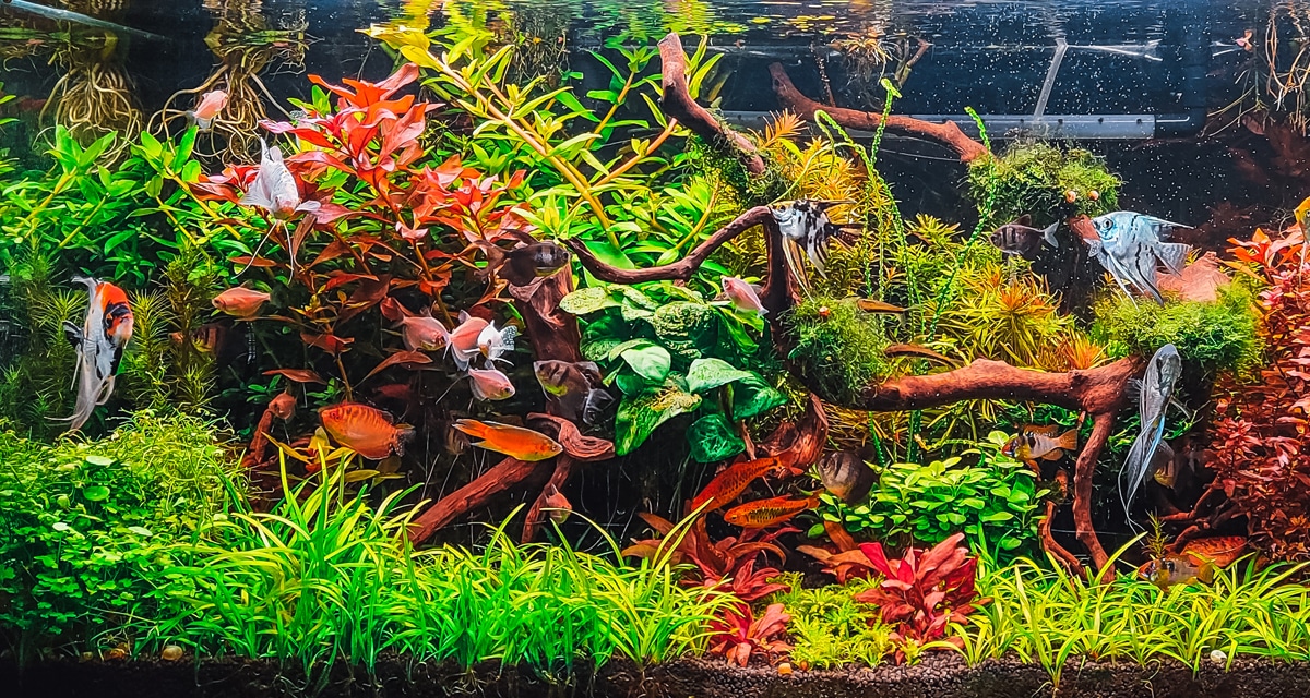 Hoe kies je de juiste wattage voor je aquariumverwarming