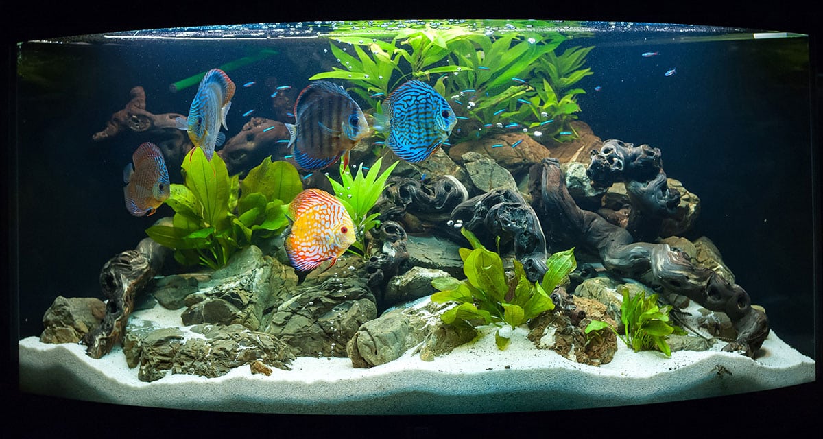 Kan een aquarium direct naast een raam geplaatst worden?