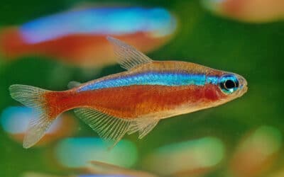 Kardinaaltetra brengt leven en kleur in je aquarium