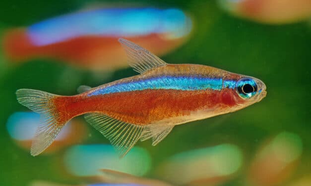 Kardinaaltetra brengt leven en kleur in je aquarium