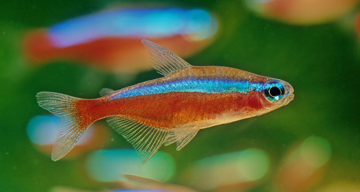 Kardinaaltetra brengt leven en kleur in je aquarium