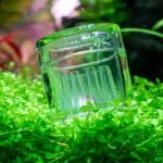 Planaria in aquarium: wat moet je doen?