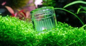 Planaria in aquarium: wat moet je doen? | Planaria in aquarium op glas