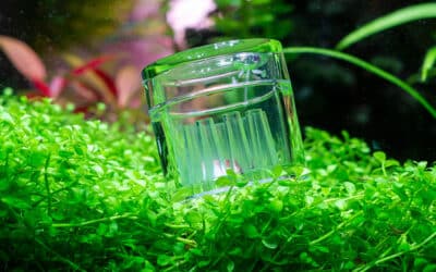 Planaria in aquarium: wat moet je doen?