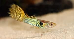 Snakeskin guppen de kleurrijke toevoeging voor je aquarium