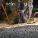 Guppy aquarium beginnen voor iedereen