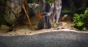 Guppy aquarium beginnen voor iedereen - Guppen in kleurrijk aquarium