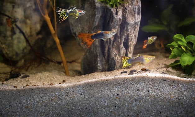 Guppy aquarium beginnen voor iedereen