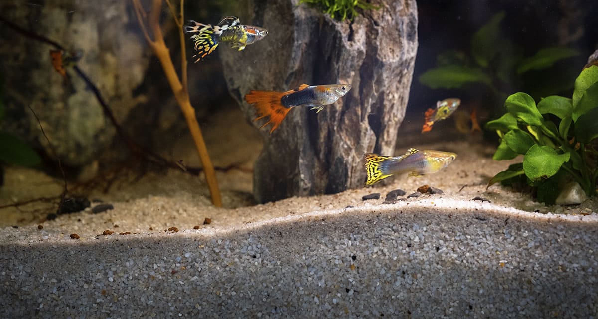 Guppy aquarium beginnen voor iedereen