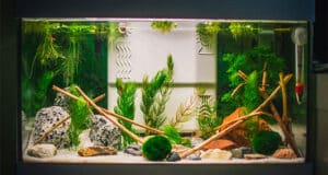 Guppy-aquarium-beginnen-voor-iedereen-Verzorging van guppy vissen in aquarium 1402743264