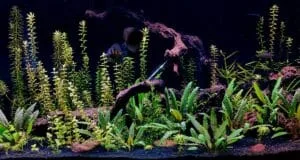 Thermometer in aquarium