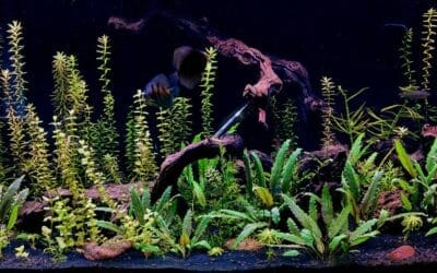 Hoe temperatuur je aquarium beïnvloedt