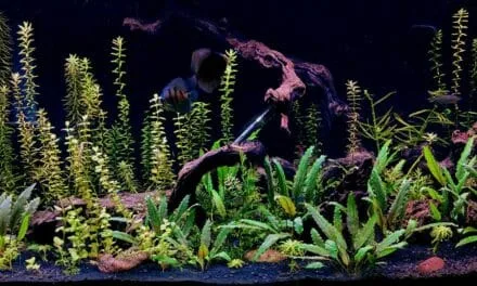 Hoe temperatuur je aquarium beïnvloedt